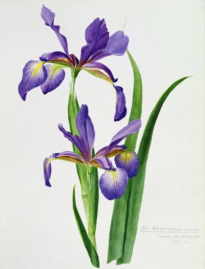 Iris monspur by Unbekannt Unbekannt